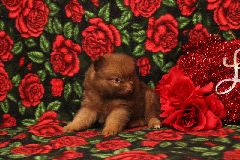 puppy, for, sale, Pomeranian, Matthew B. Stoltzfus, dog, breeder, Gap, PA, dog-breeder, puppy-for-sale, forsale, nearby, find, puppyfind, locator, puppylocator, aca